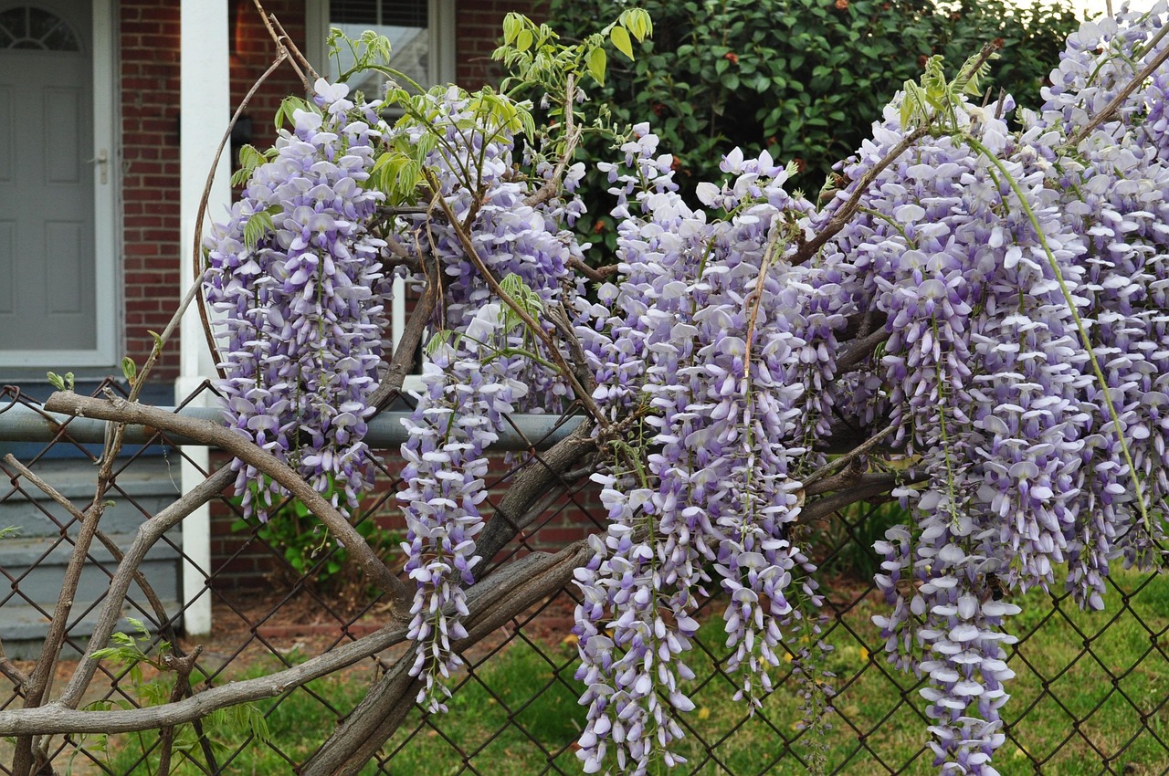 Wanneer bloeit de blauwe regen? Een lentefeest in je tuin