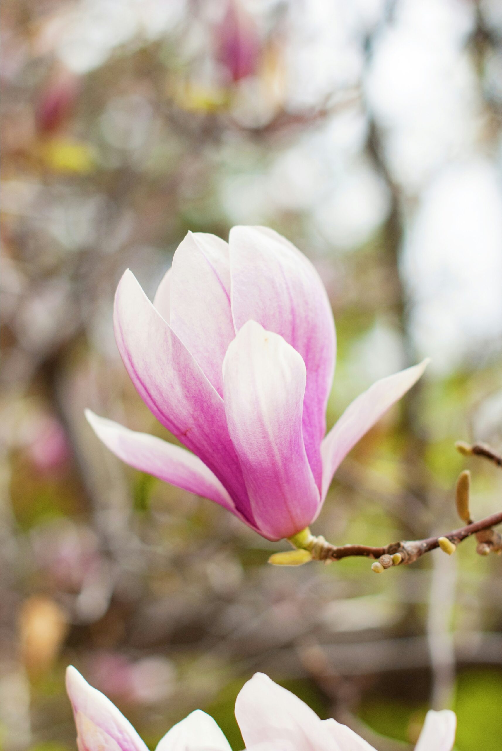 Magnolia in bloei: het ultieme lenteteken in de tuin