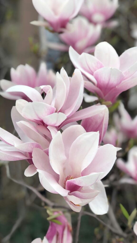 Unsplash - Christina DiBernardo - Magnolia