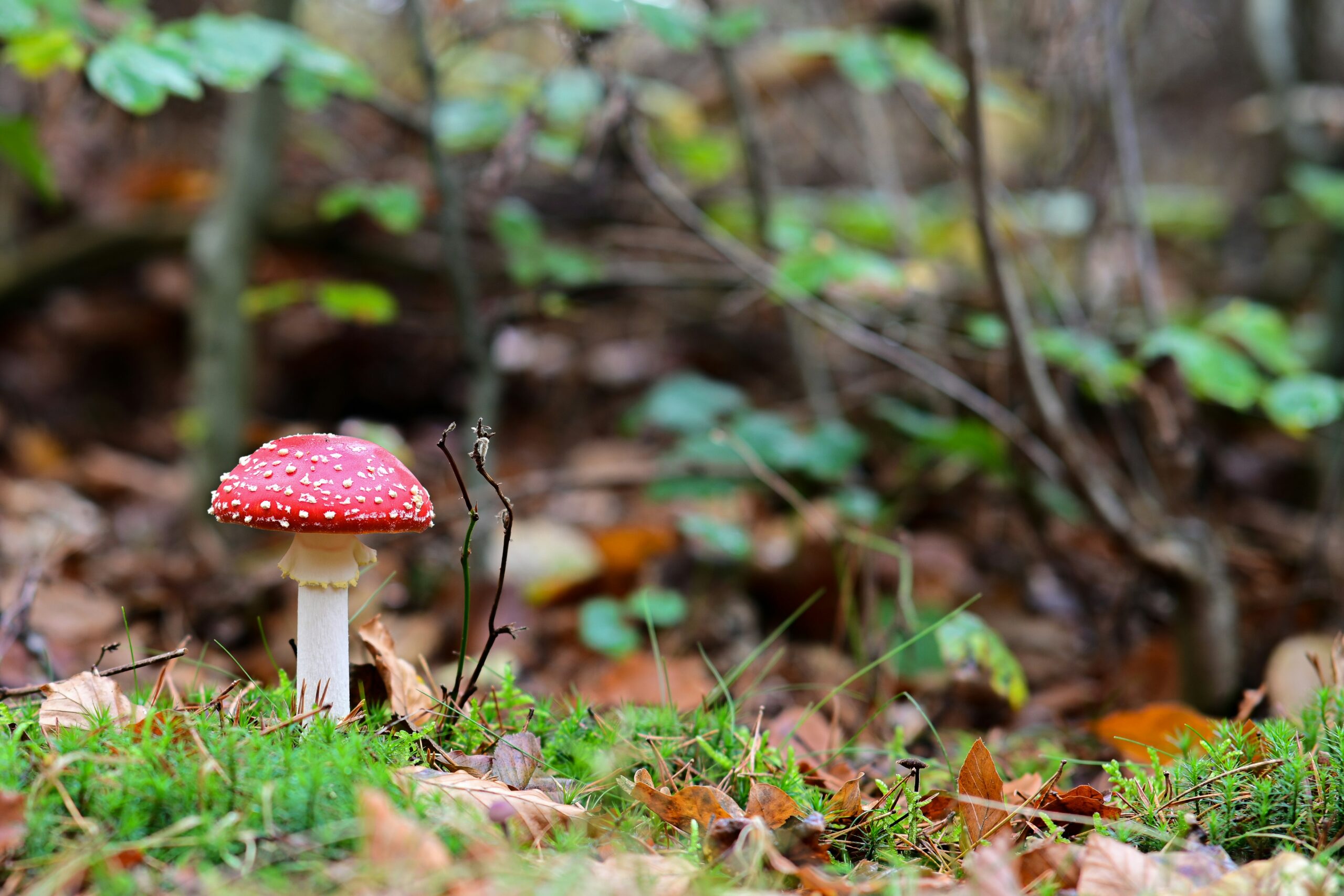 Paddenstoelen herkennen met een app? Deze tools maken het makkelijk