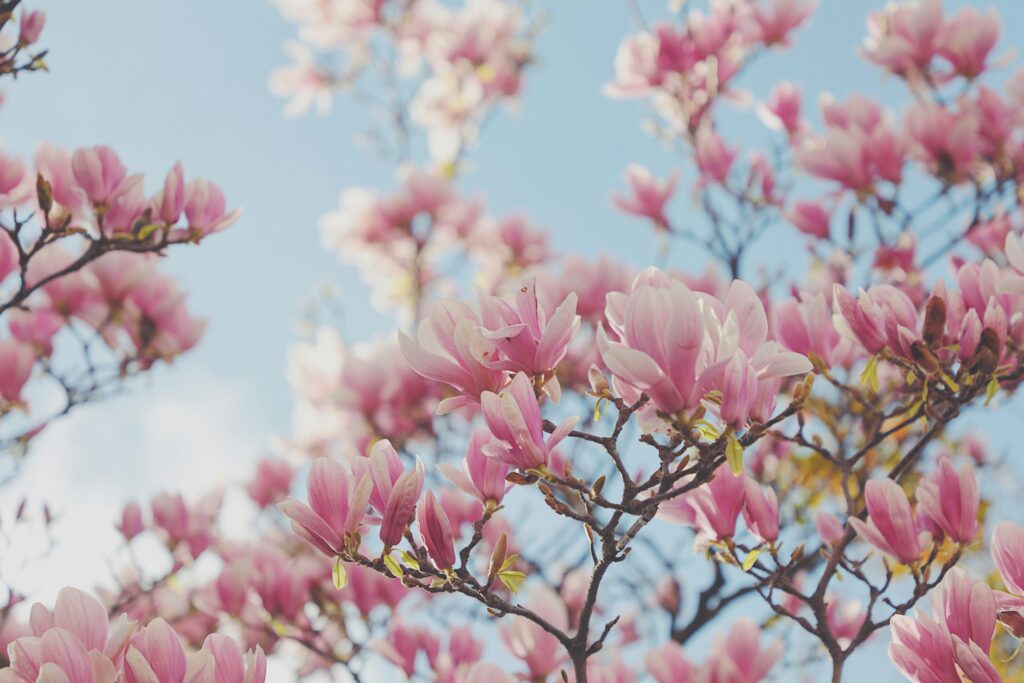 Unsplash - HAN Menggi - Magnolia