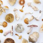 Unsplash - Irina Iacob - Paddestoelen