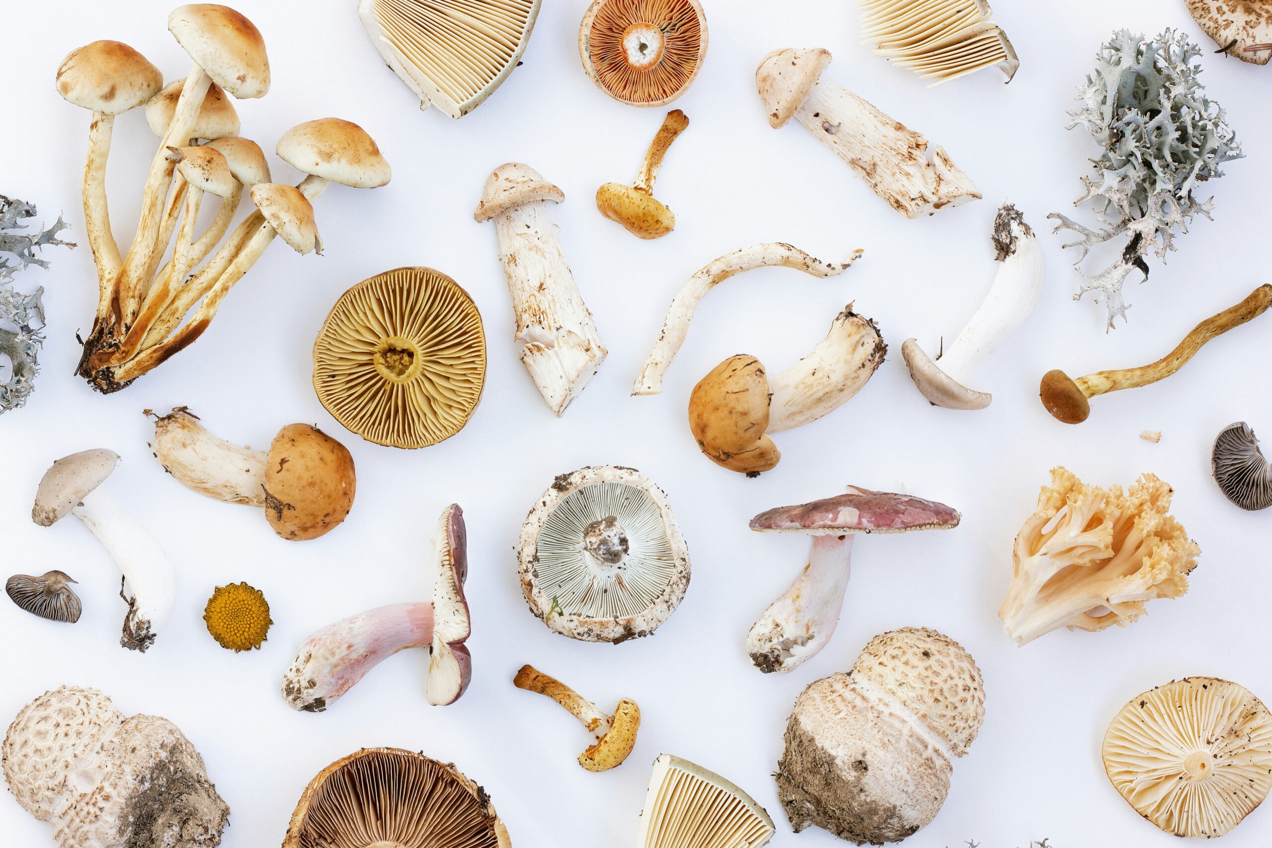 Unsplash - Irina Iacob - Paddestoelen