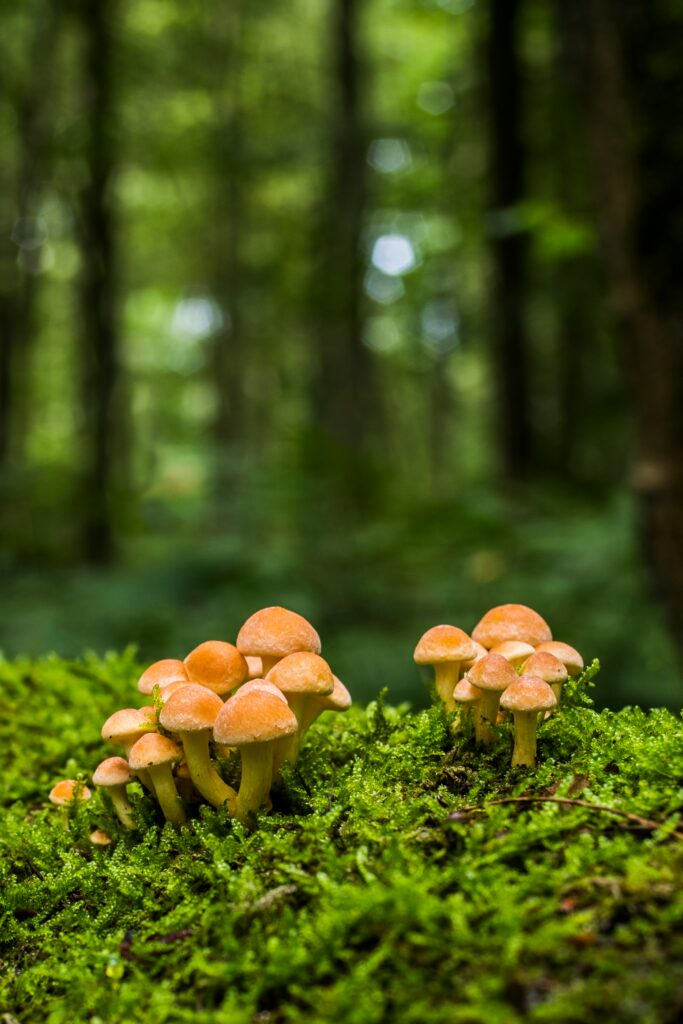 Unsplash - Lucas van Oort - Paddestoelen