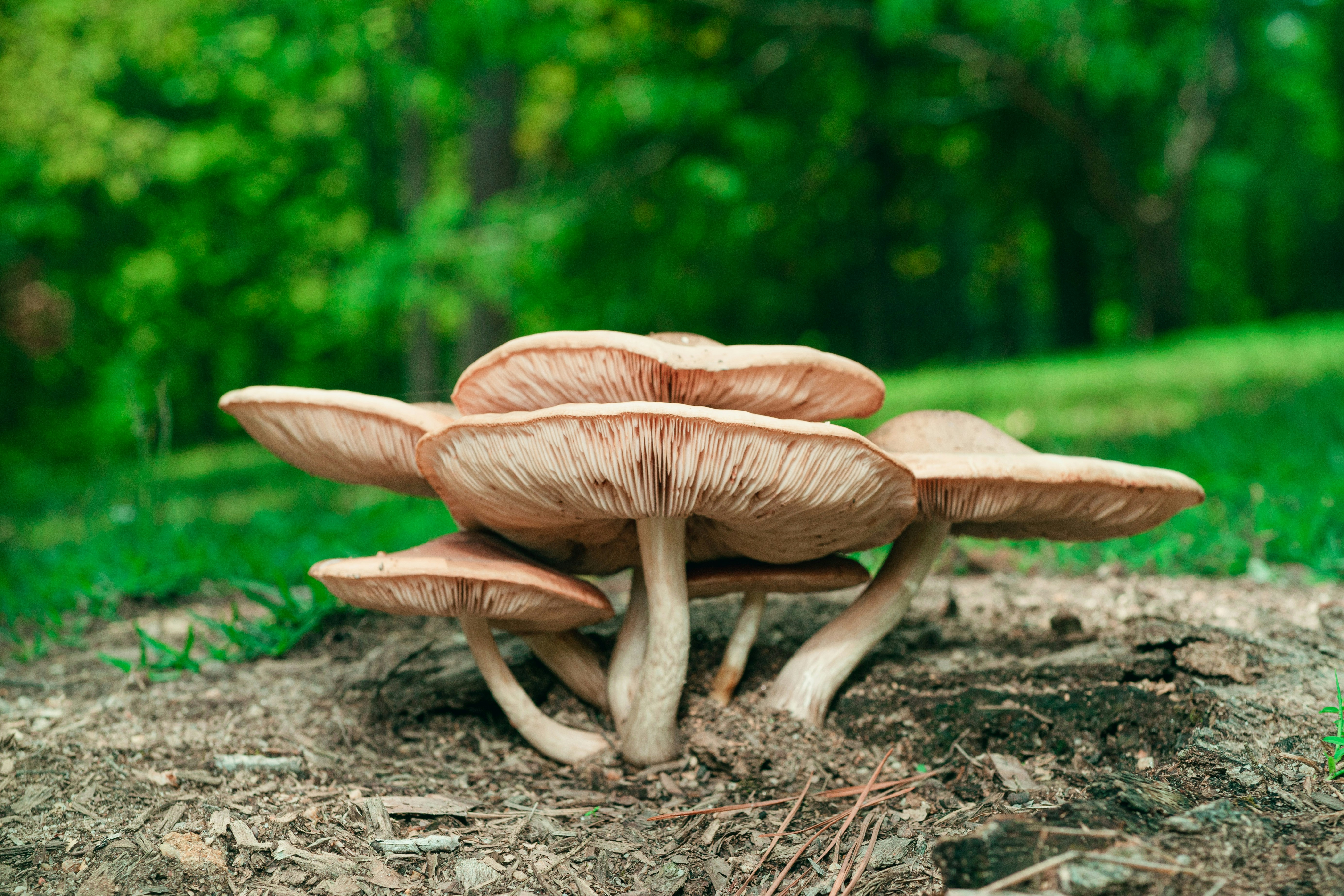 Unsplash - Timothy Dykes - Paddestoelen