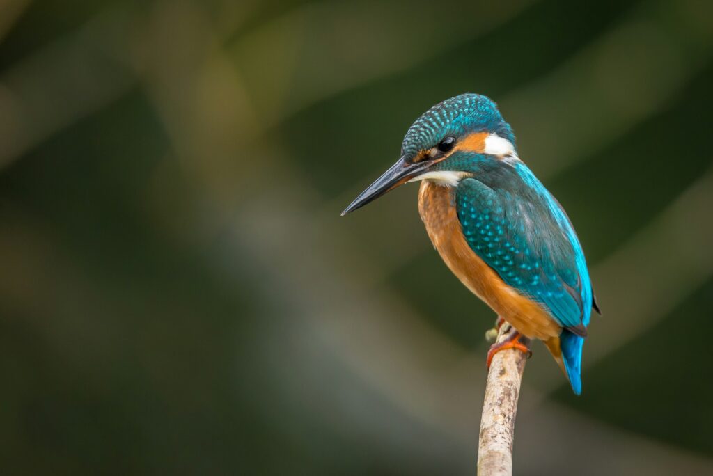 Unsplash - Vincent van Zalinge - Ijsvogel