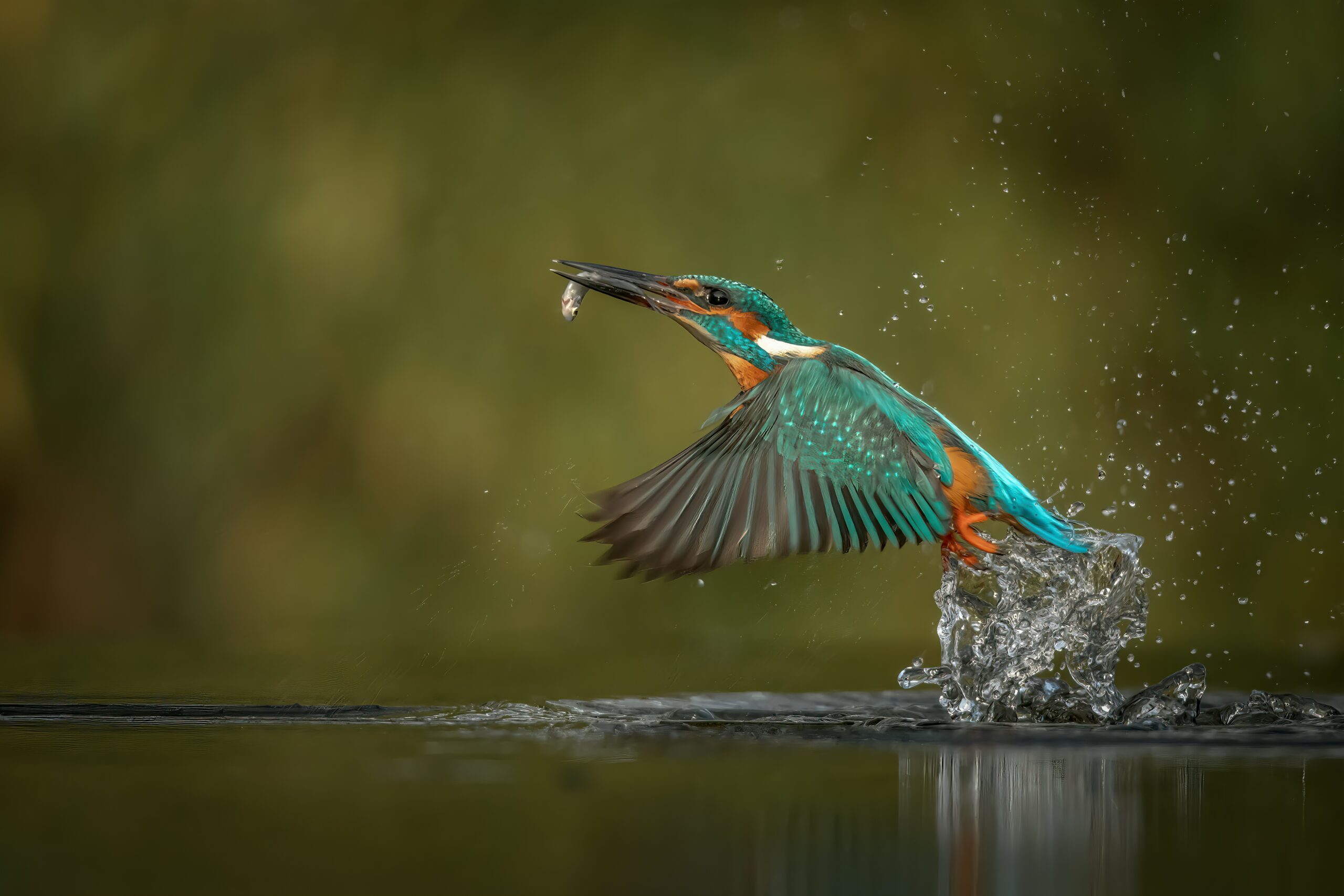 Unsplash - Vincent van Zalinge - Ijsvogel2