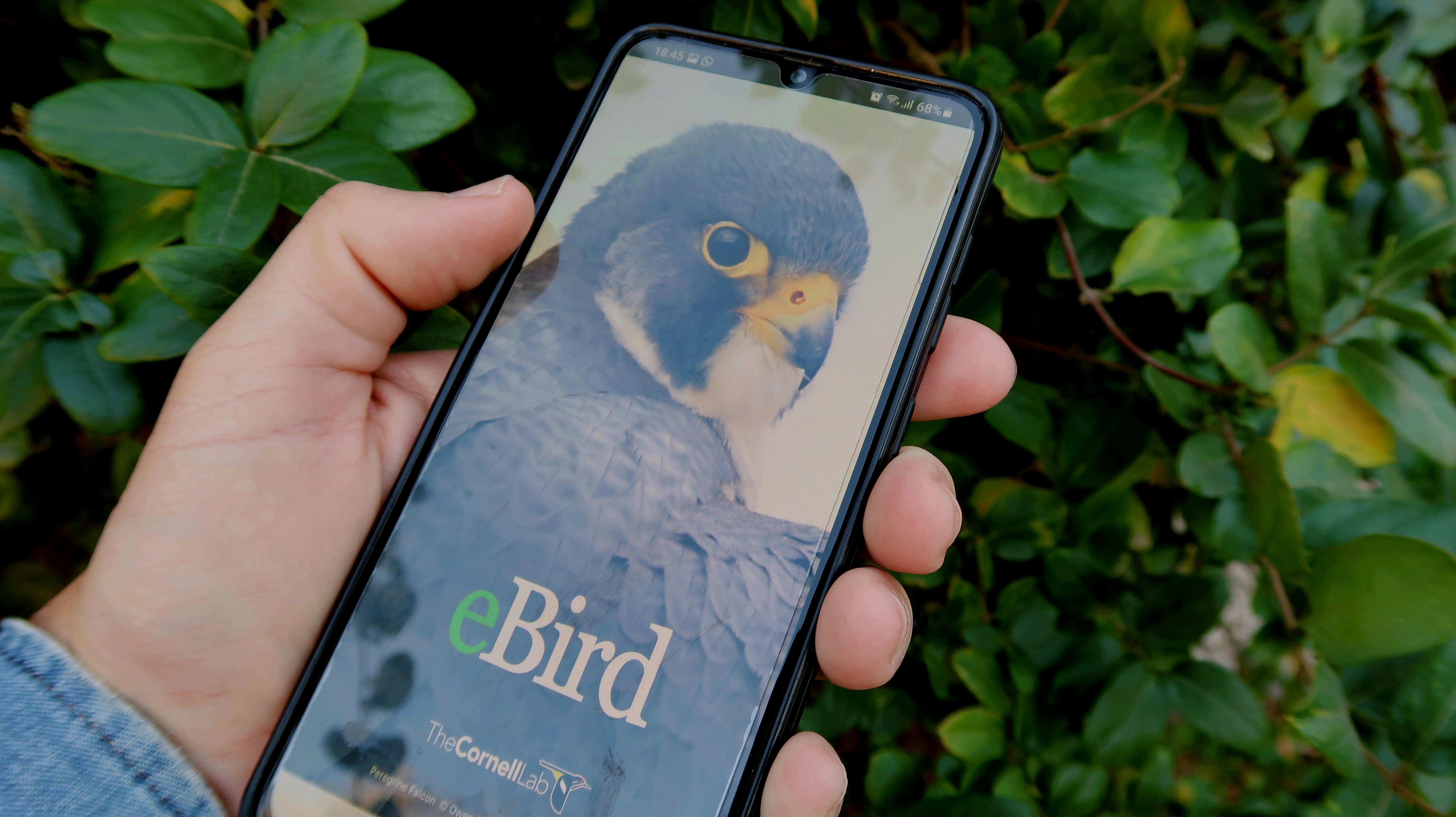 Unsplash - Walter CheToba De Boever - Ebird app