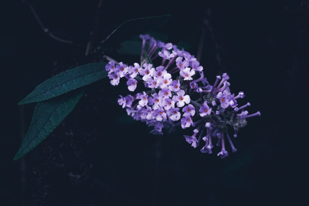 Unsplash - Wyxina Tresse - Vlinderstruik