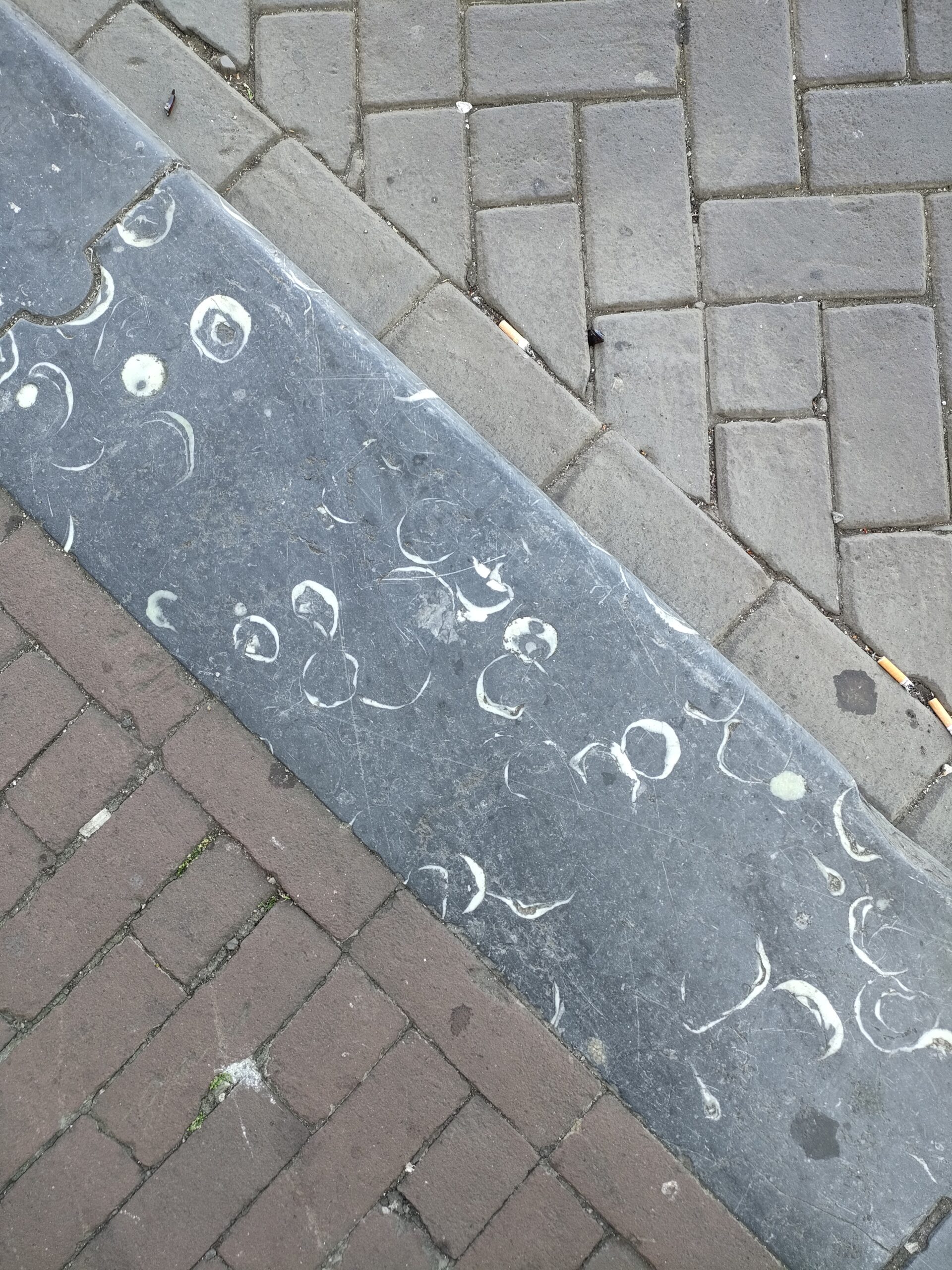 Fossielen in Amsterdam: wat je ziet in stoeptegels en natuursteen