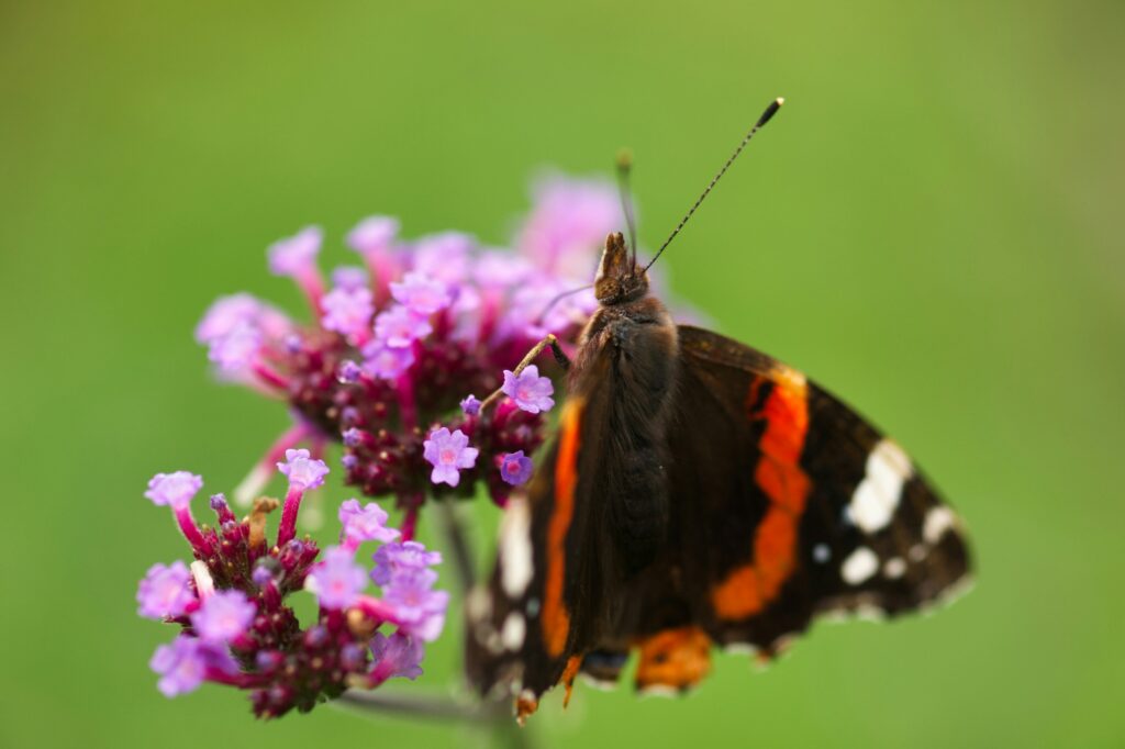 Unsplash - Anthony Roberts - Atalanta op verbena