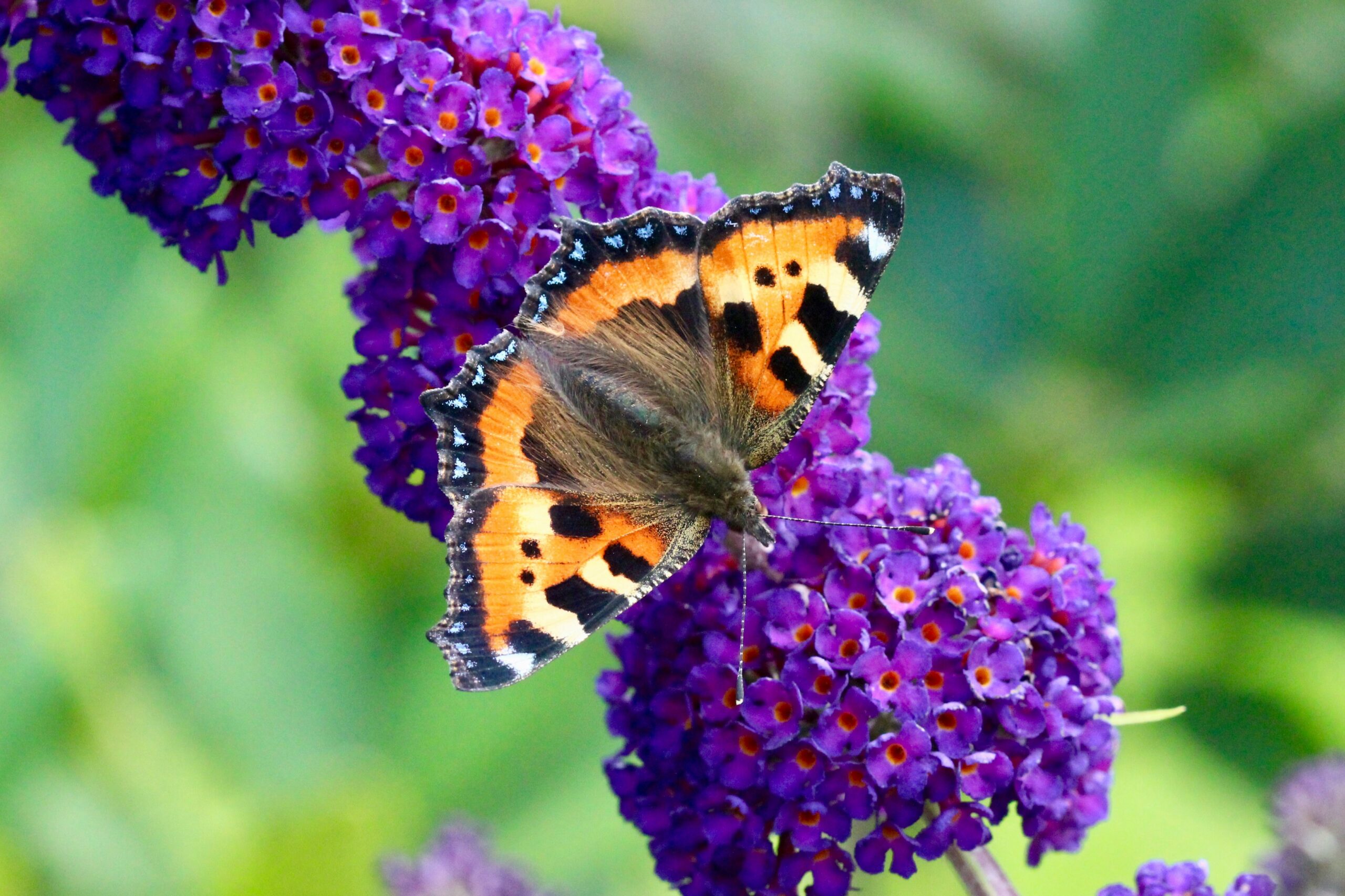Je tuin aantrekkelijk maken voor vlinders: zo tover je elke tuin om tot vlinderparadijs
