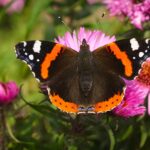 Unsplash - Ian Kelsall - Atalanta