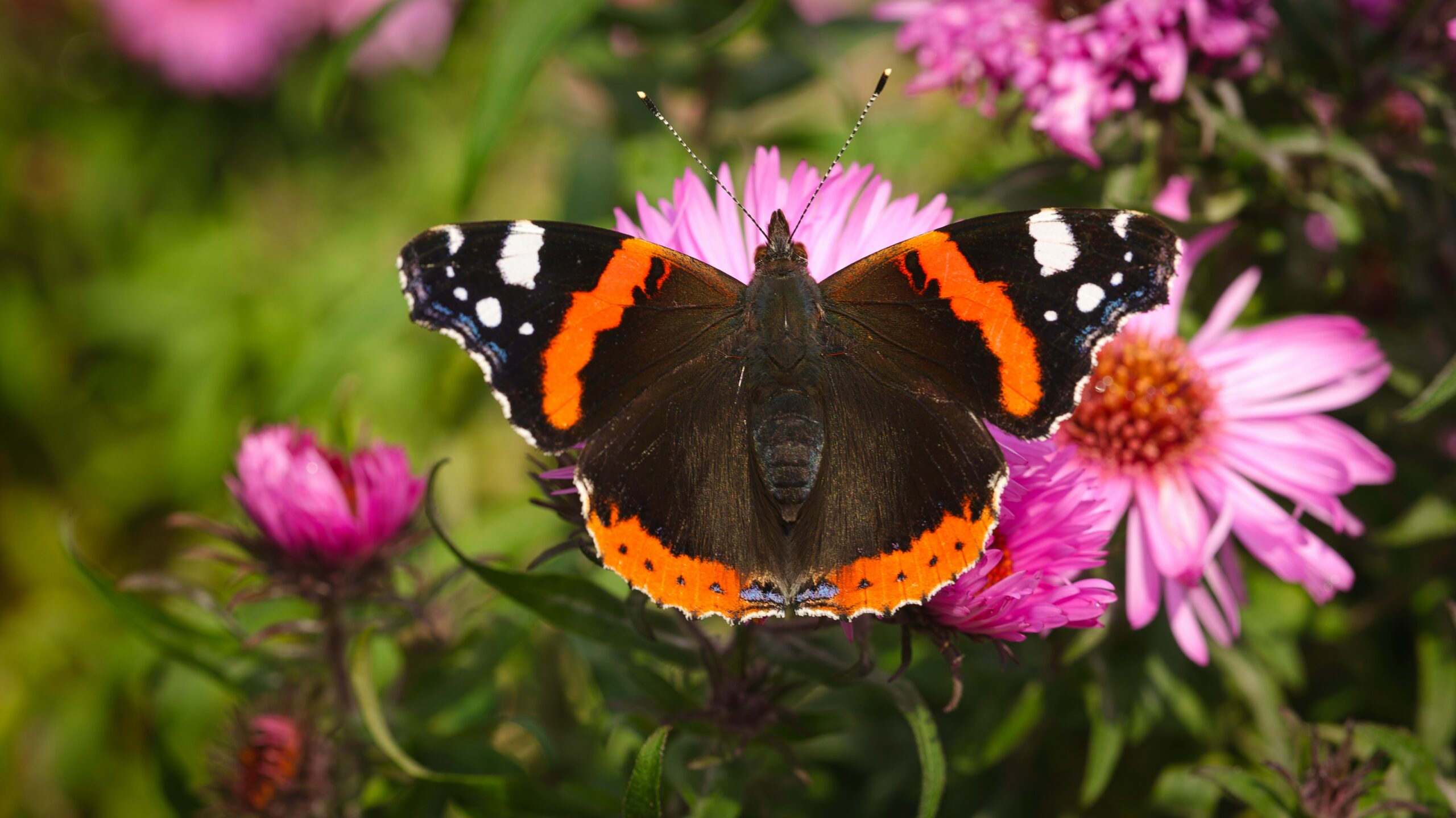 Unsplash - Ian Kelsall - Atalanta
