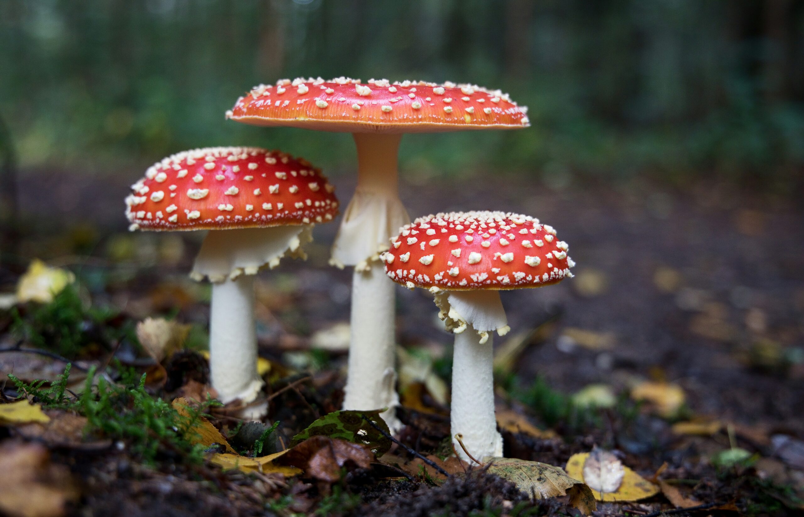 Zomerse paddenstoelen augustus: dit kun je in augustus al vinden in het bos
