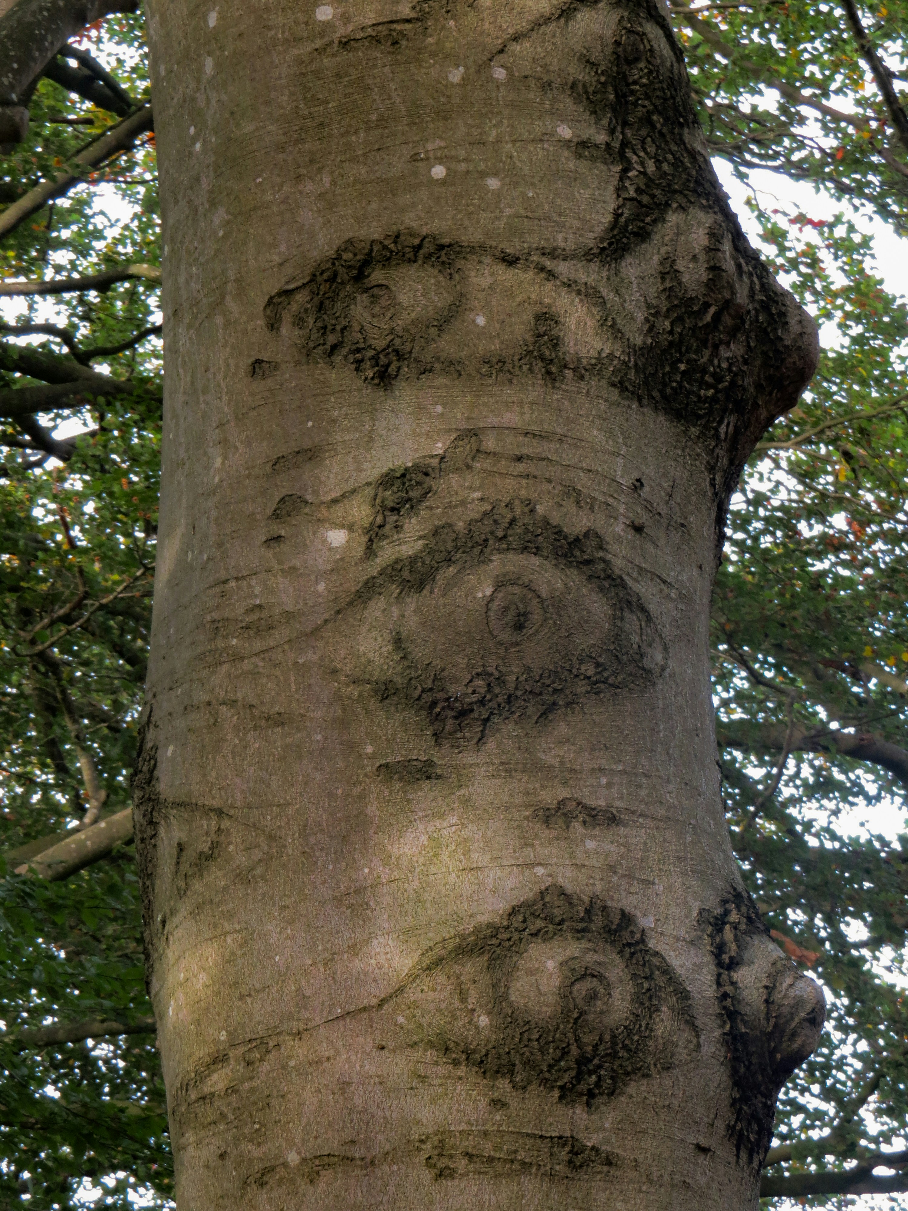 Waarom hebben sommige bomen ogen?