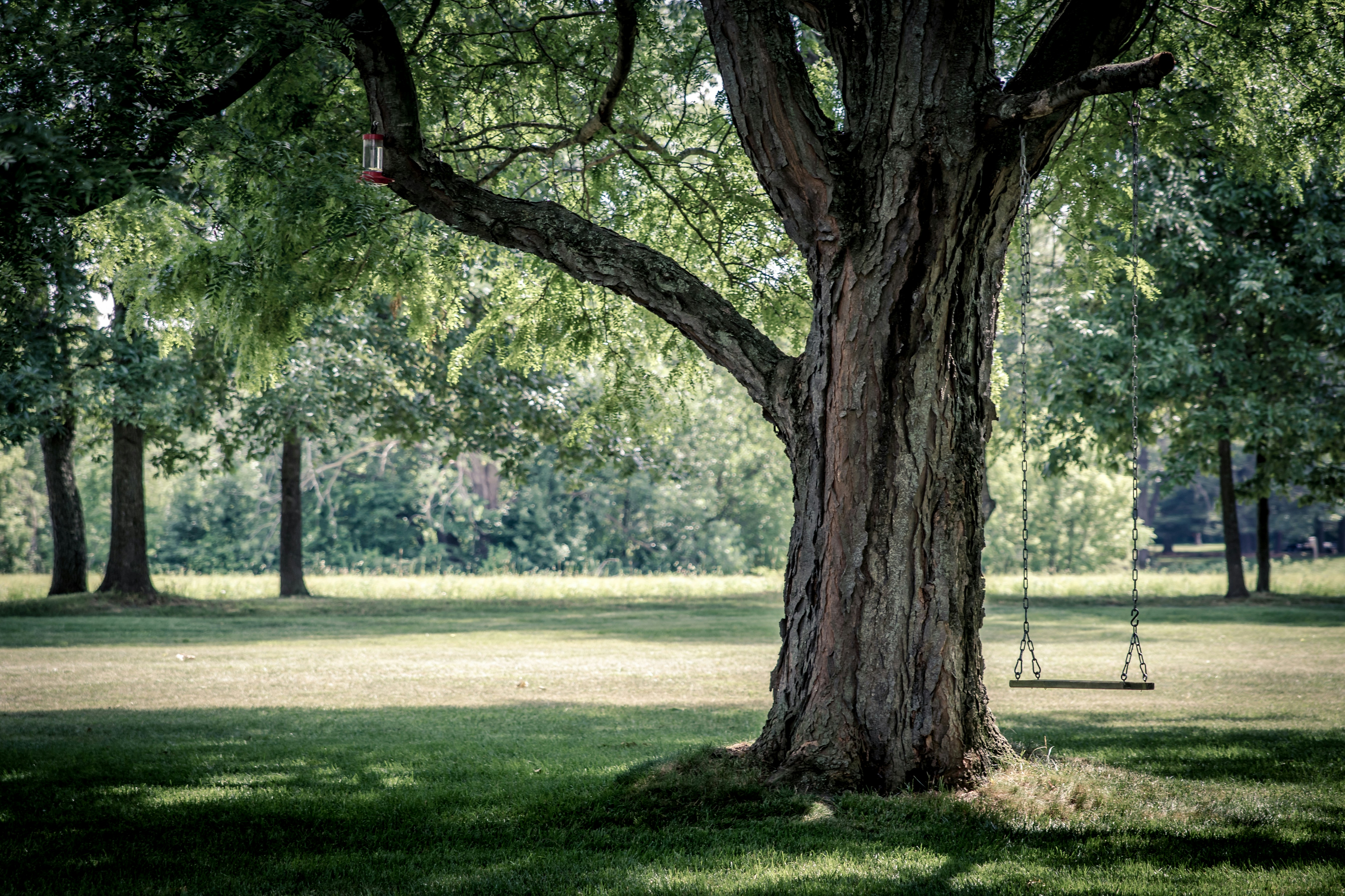 De grootste bomen van Nederland