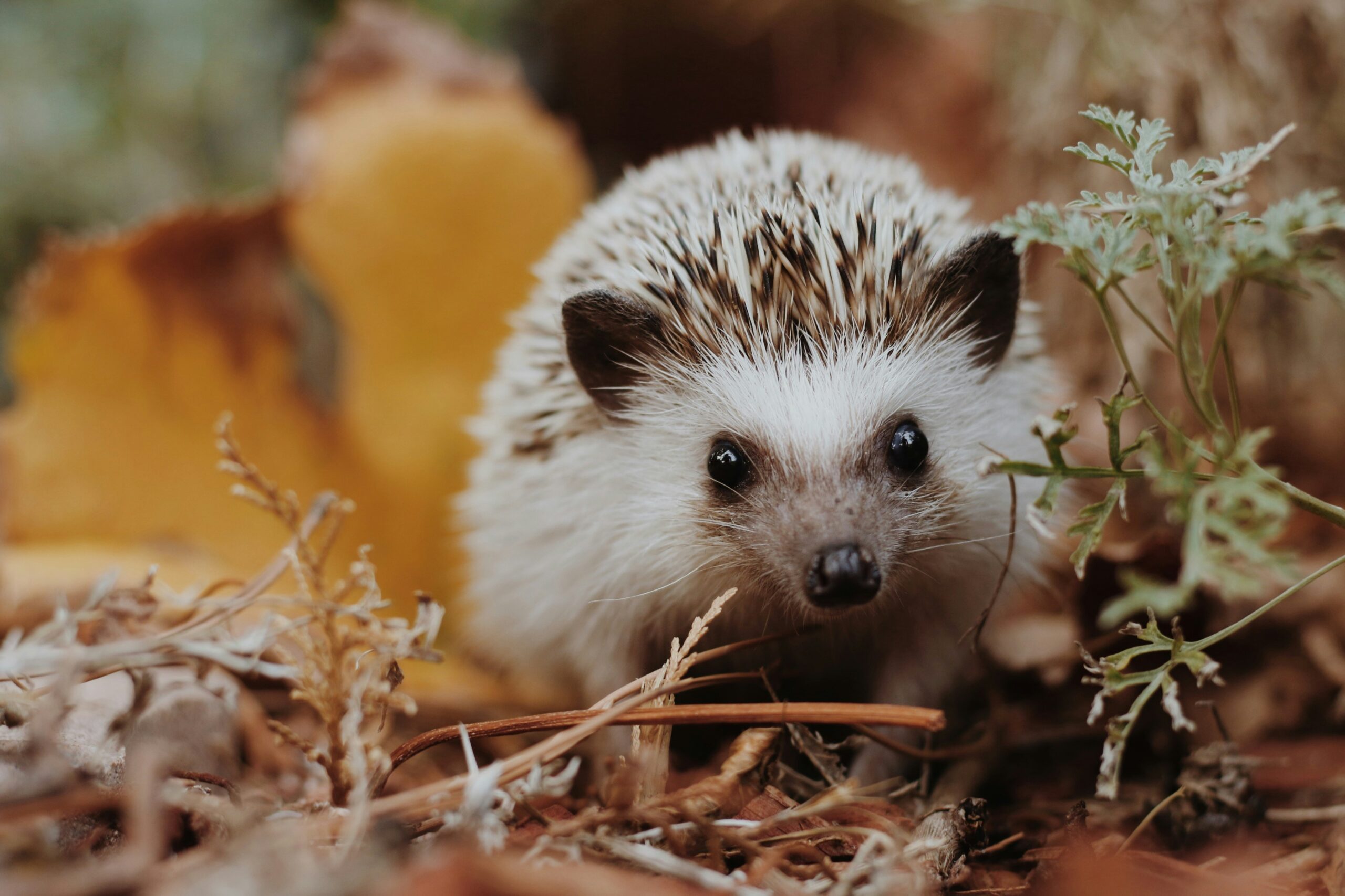 Dieren in de herfst: wat doen eekhoorns, egels en vogels?