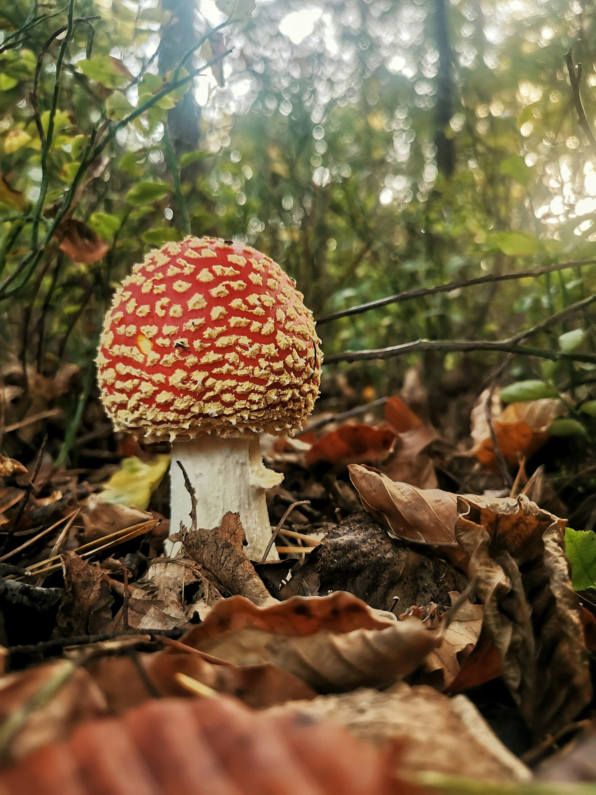Paddenstoelen spotten: de ultieme gids voor beginners